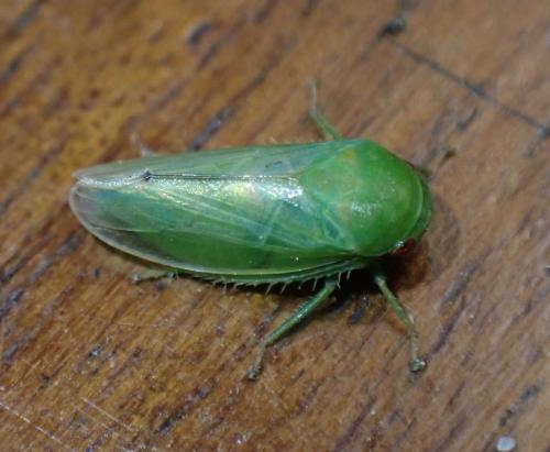Batracomorphus allionii